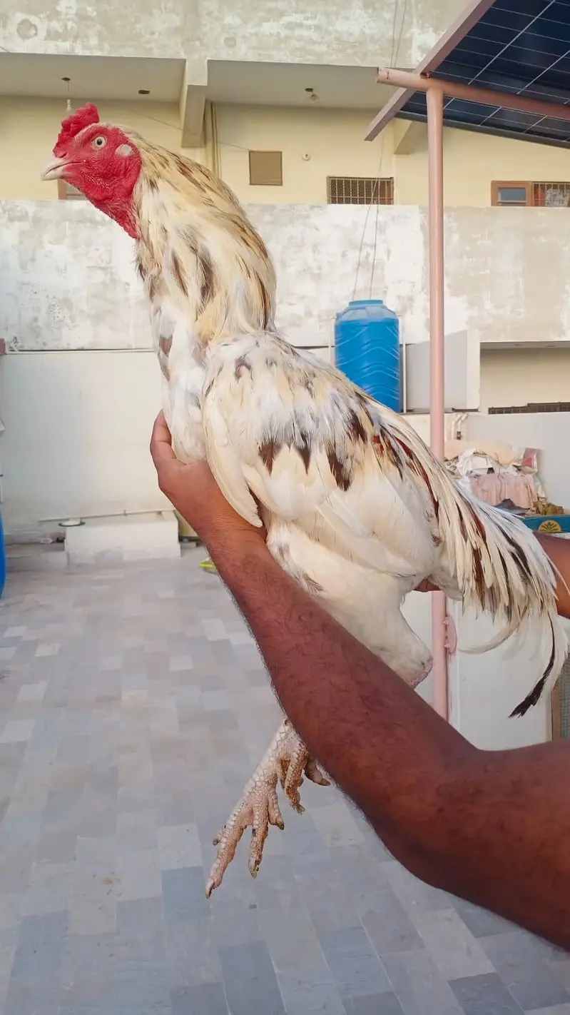 Aseel Phuliya Murga Or Aseel Lasani Murgi Urgent Sale — photo 3