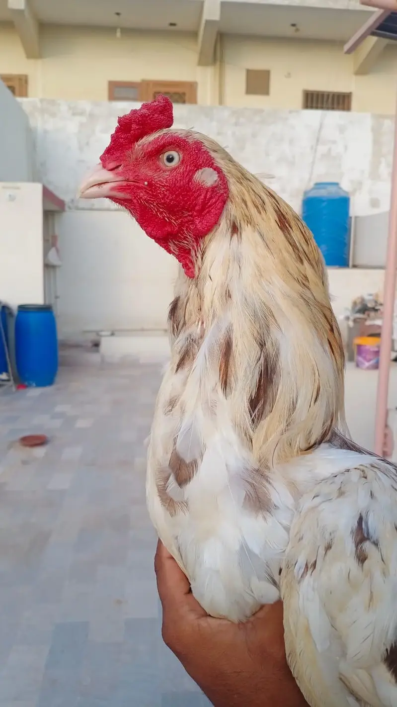 Aseel Phuliya Murga Or Aseel Lasani Murgi Urgent Sale — photo 4