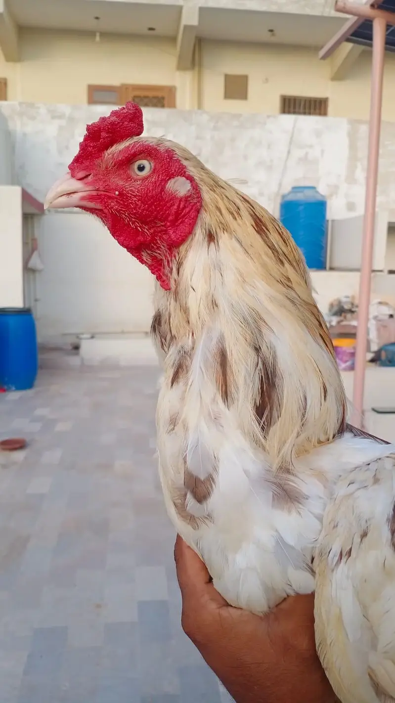 Aseel Phuliya Murga Or Aseel Lasani Murgi Urgent Sale — photo 5