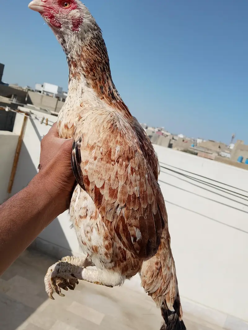 Aseel Phuliya Murga Or Aseel Lasani Murgi Urgent Sale — photo 6