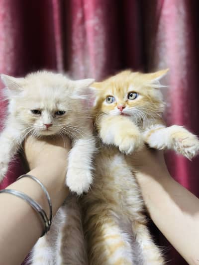 Persian Kitten Pair