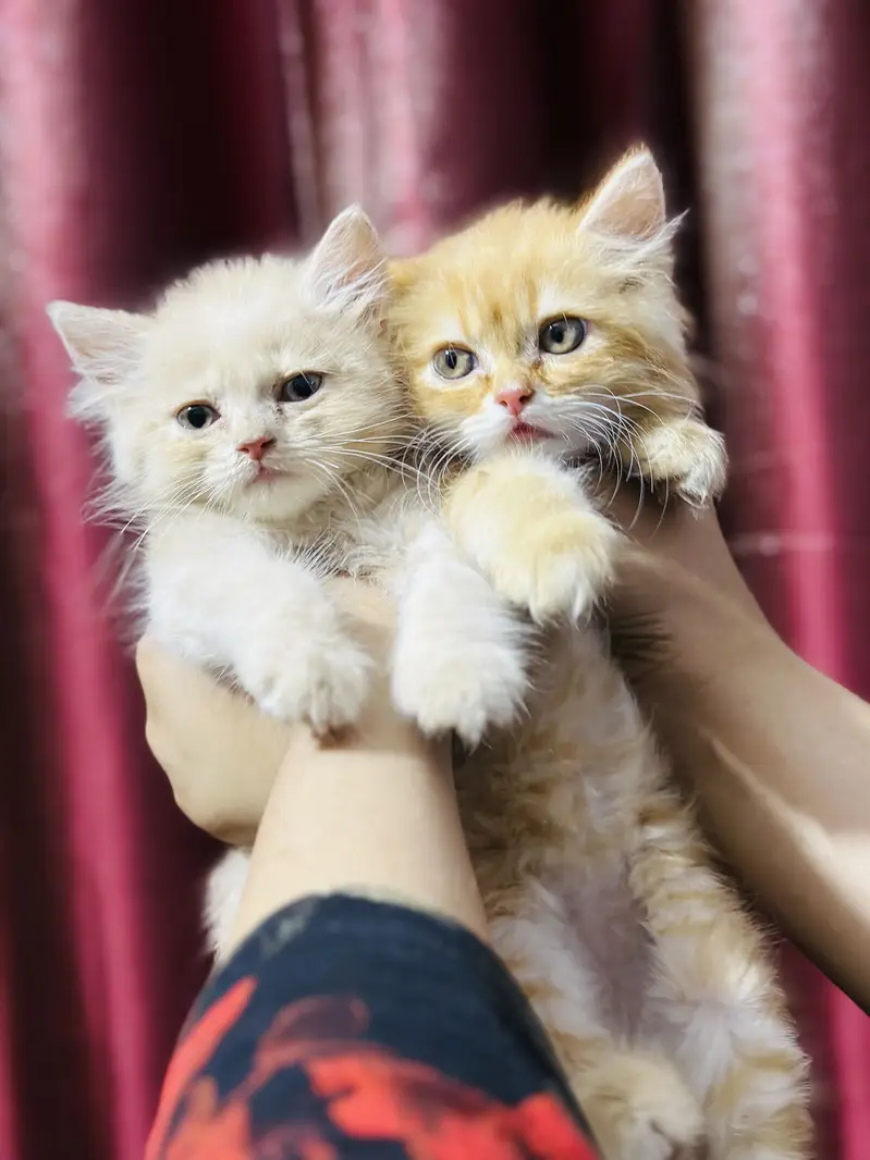 Persian Kitten Pair — photo 2