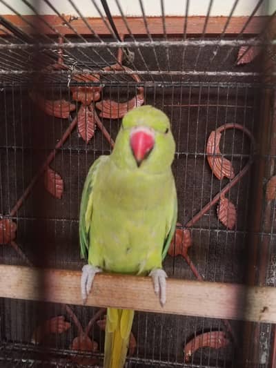 katha breeder female