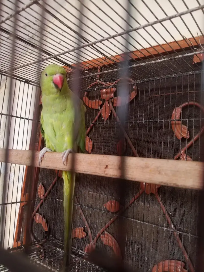 katha breeder female — photo 2