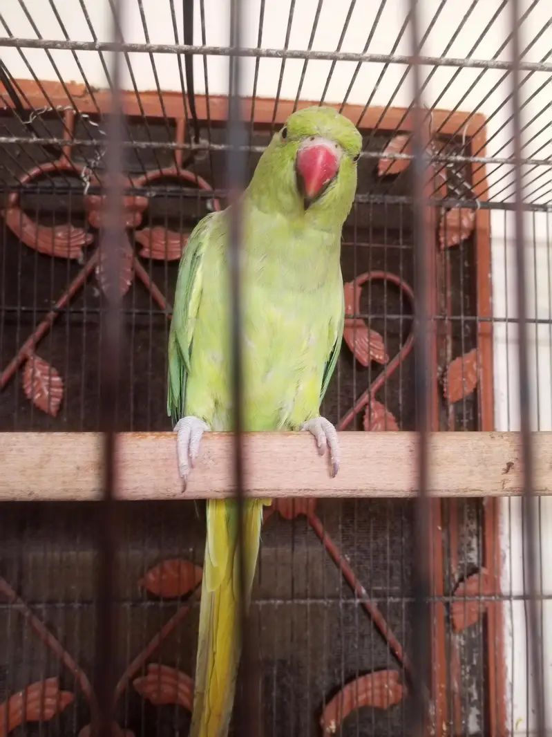katha breeder female — photo 3