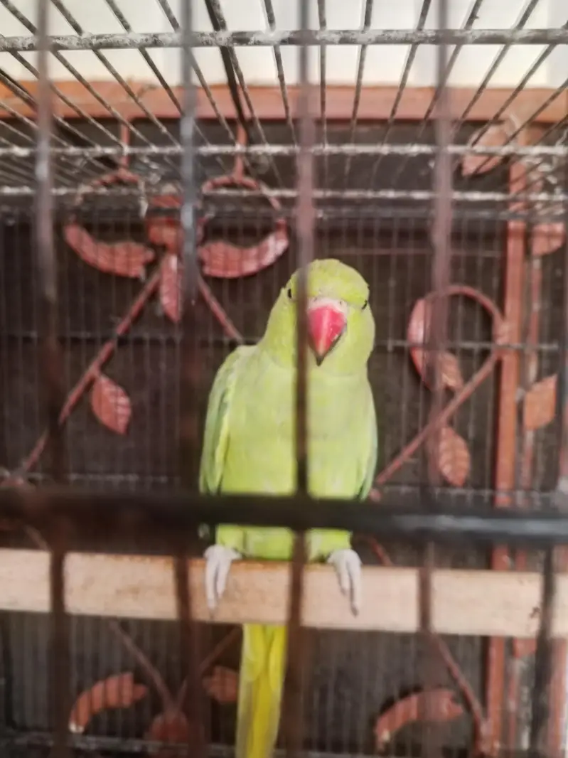 katha breeder female — photo 4