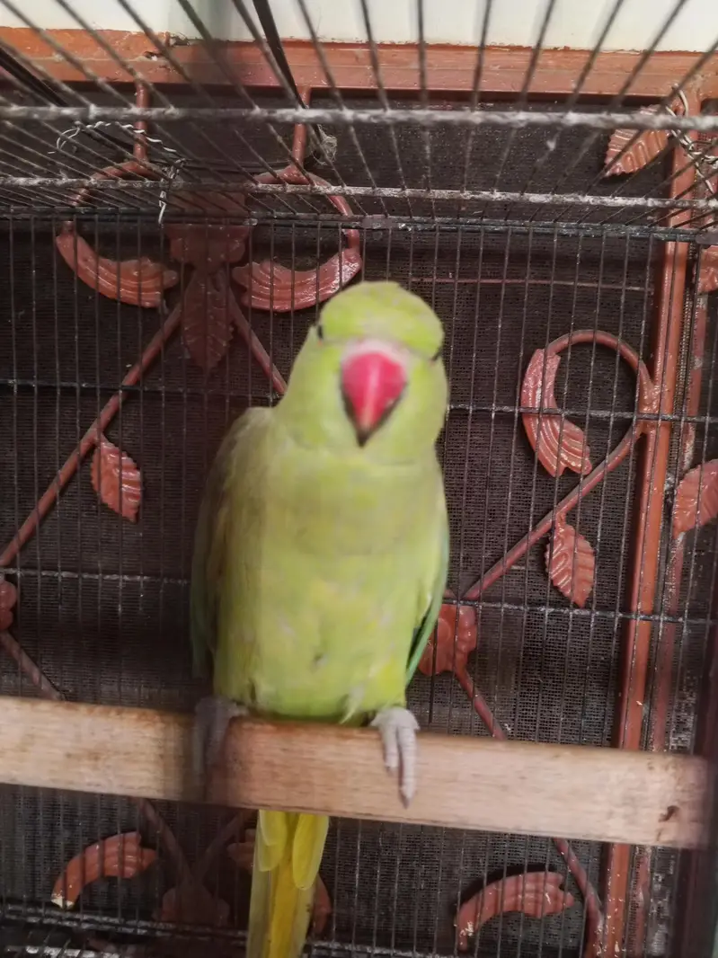katha breeder female — photo 5
