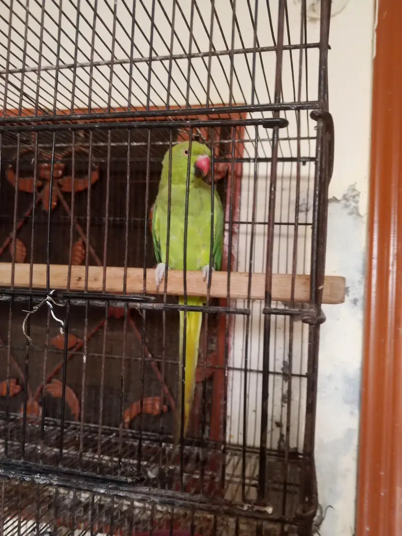 katha breeder female — photo 6