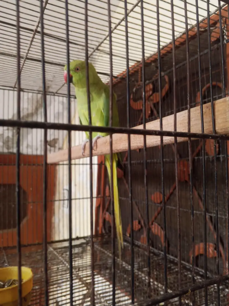 katha breeder female — photo 7