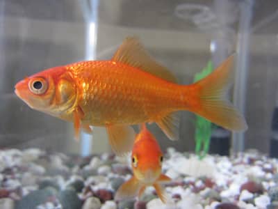 Healthy & Active Goldfish