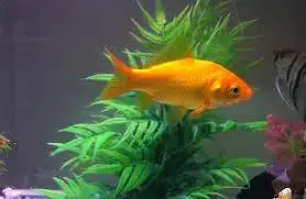 Healthy & Active Goldfish — photo 2