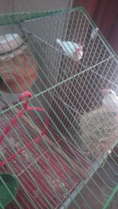 White Java Finch Breeder Pair for Sale