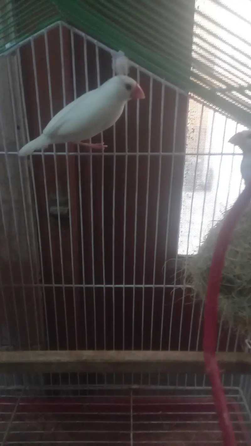 White Java Finch Breeder Pair for Sale — photo 2