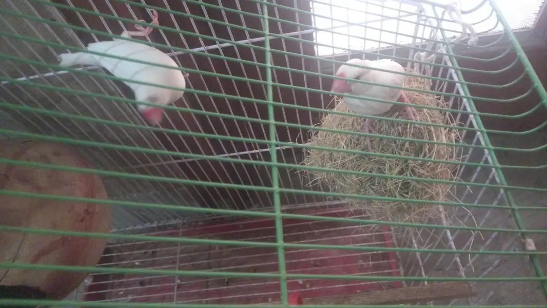 White Java Finch Breeder Pair for Sale — photo 4