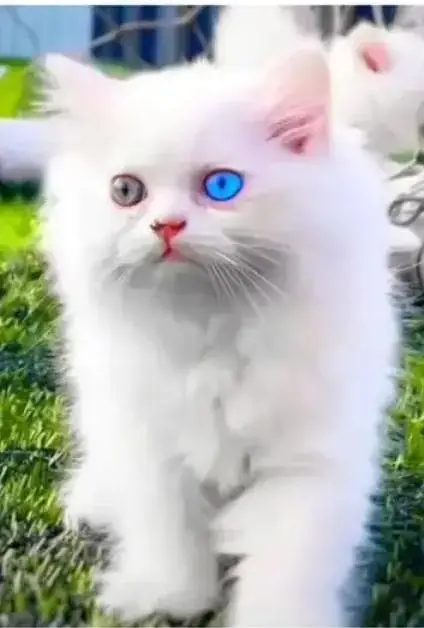 (Persian female kitten) (for sale all) (Pakistan delivery available) — photo 3