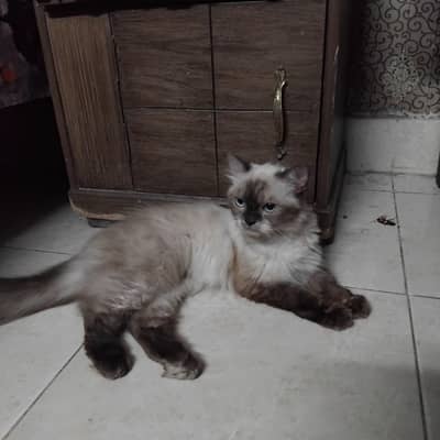 siamese cat female fo sale