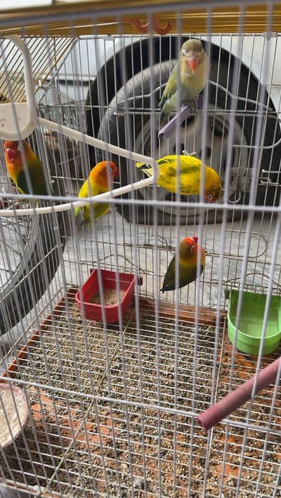 Cocktails , love birds and australian parrots