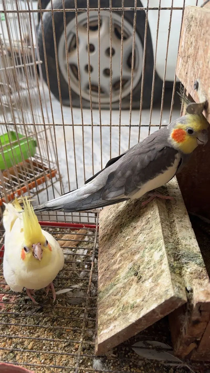 Cocktails , love birds and australian parrots — photo 2