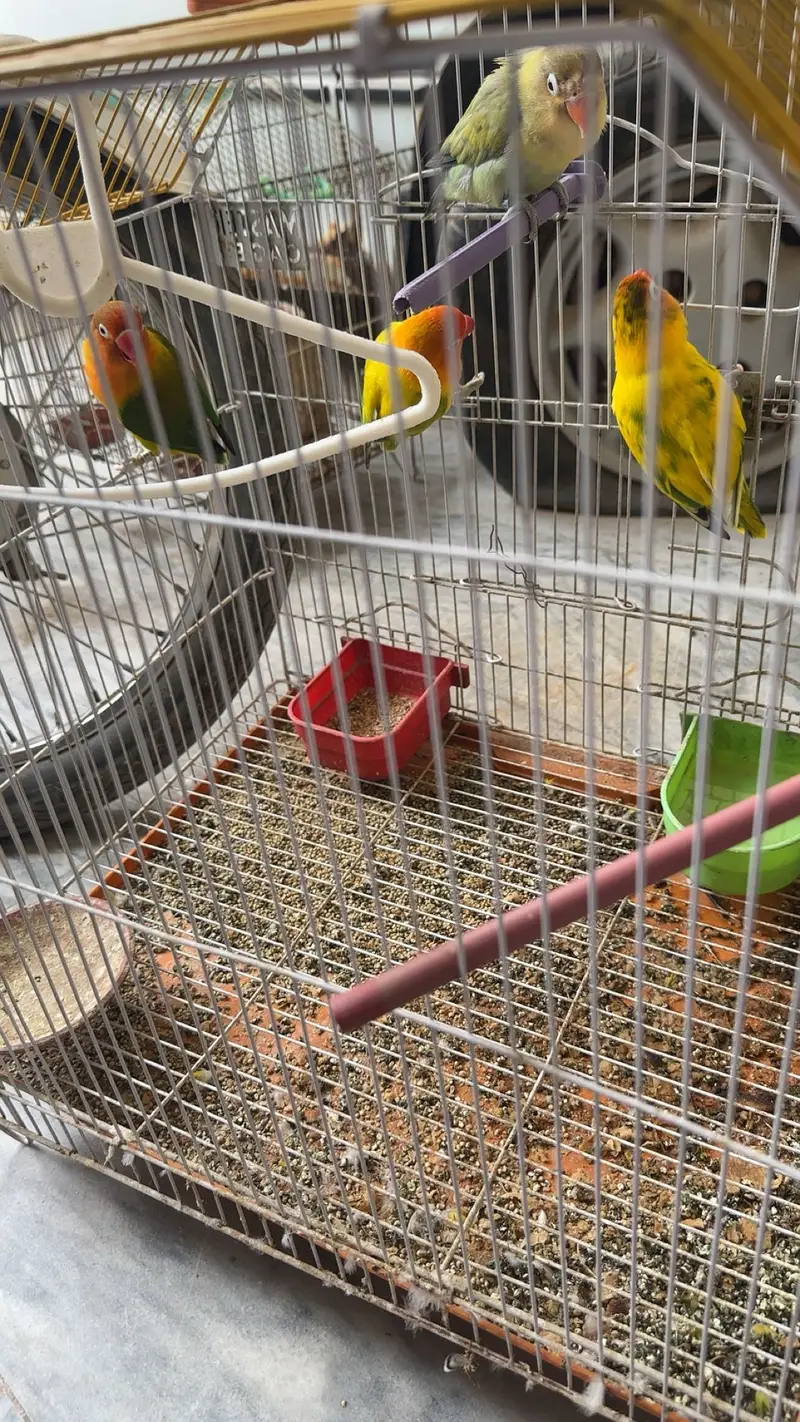 Cocktails , love birds and australian parrots — photo 3