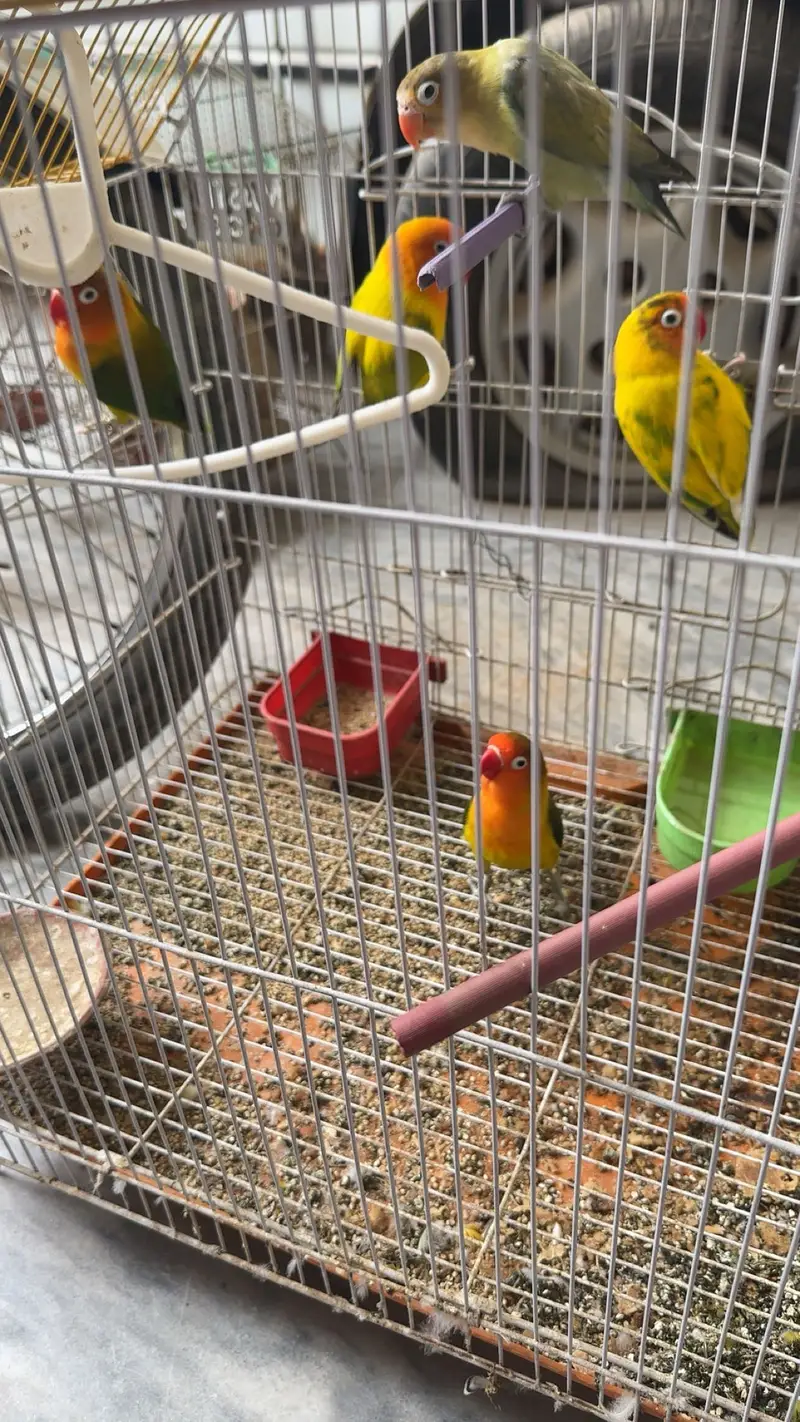 Cocktails , love birds and australian parrots — photo 4