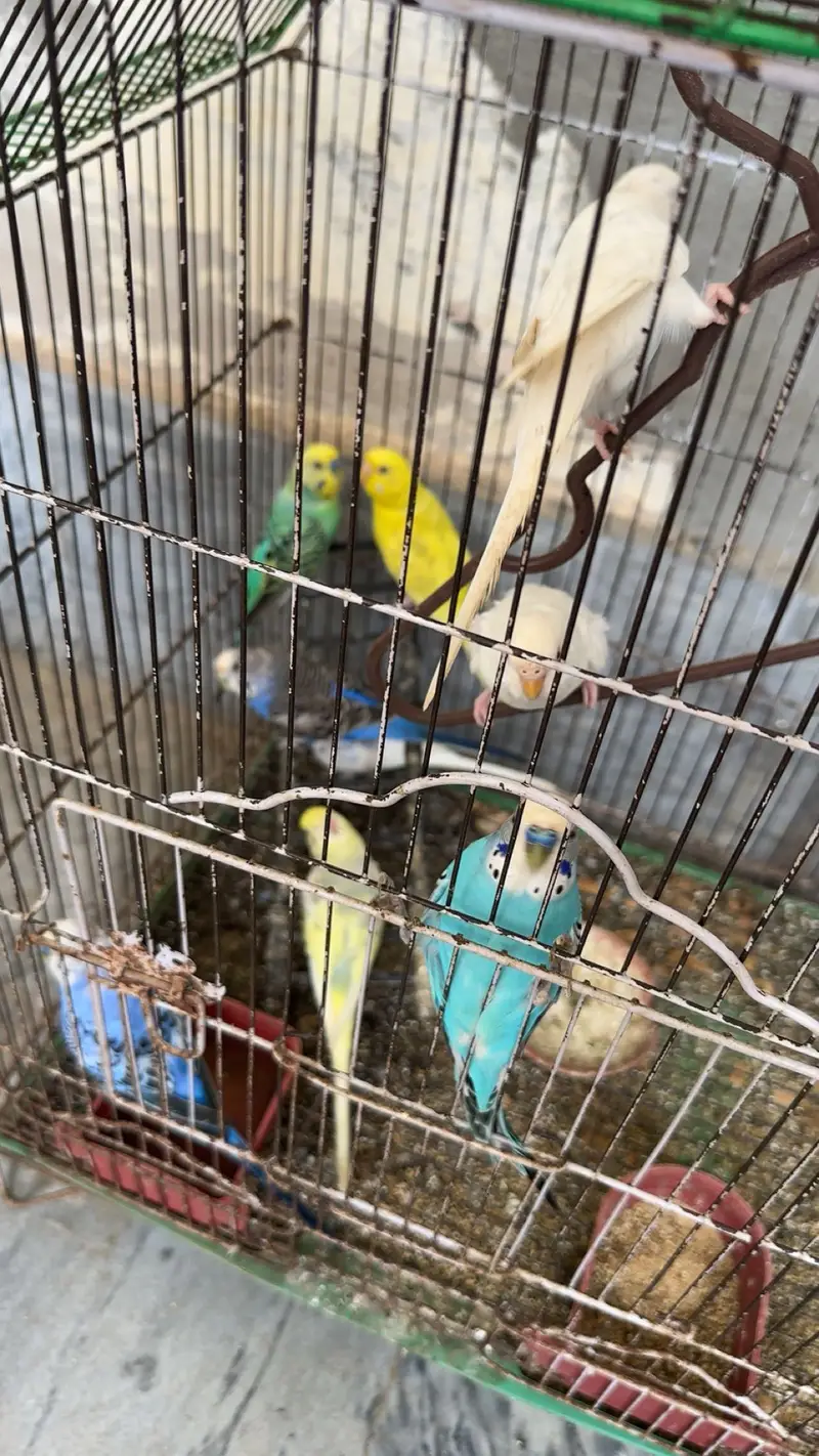 Cocktails , love birds and australian parrots — photo 5
