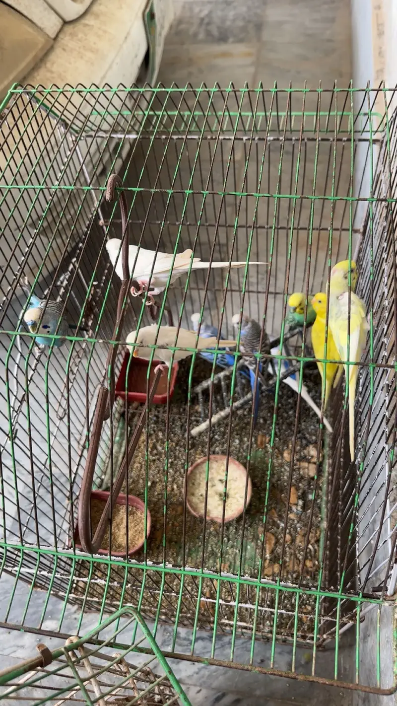 Cocktails , love birds and australian parrots — photo 6