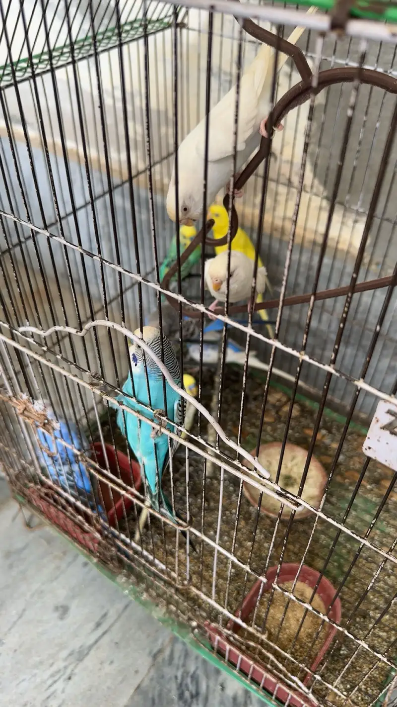 Cocktails , love birds and australian parrots — photo 7