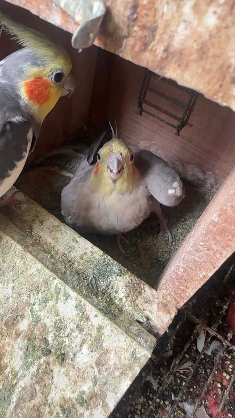 Cocktails , love birds and australian parrots — photo 8