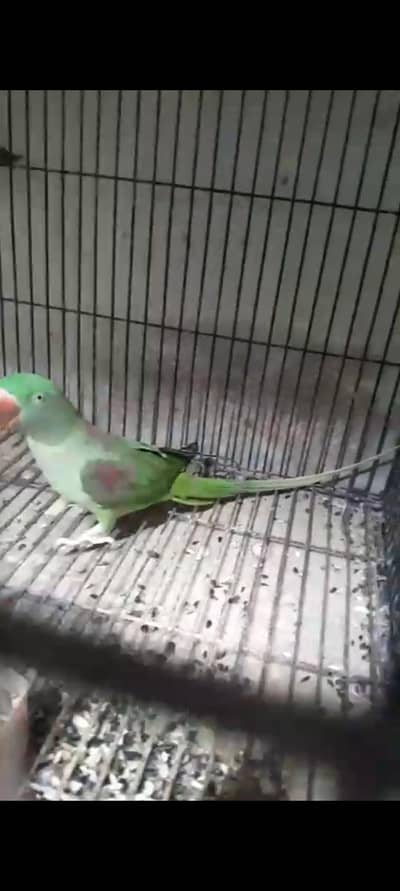 kashmiri raw tame and breeder