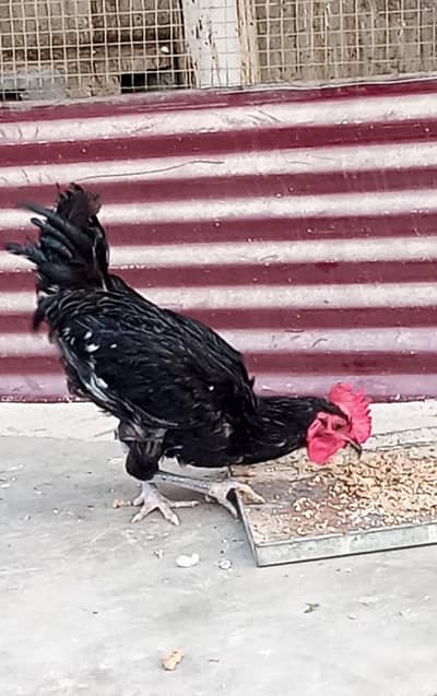 Black Austrolop young male