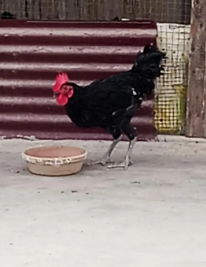Black Austrolop young male — photo 4