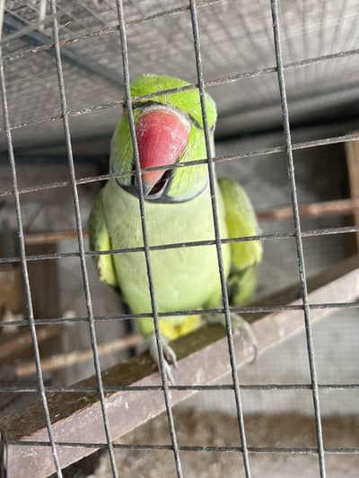 Full talking hand tam male for sale