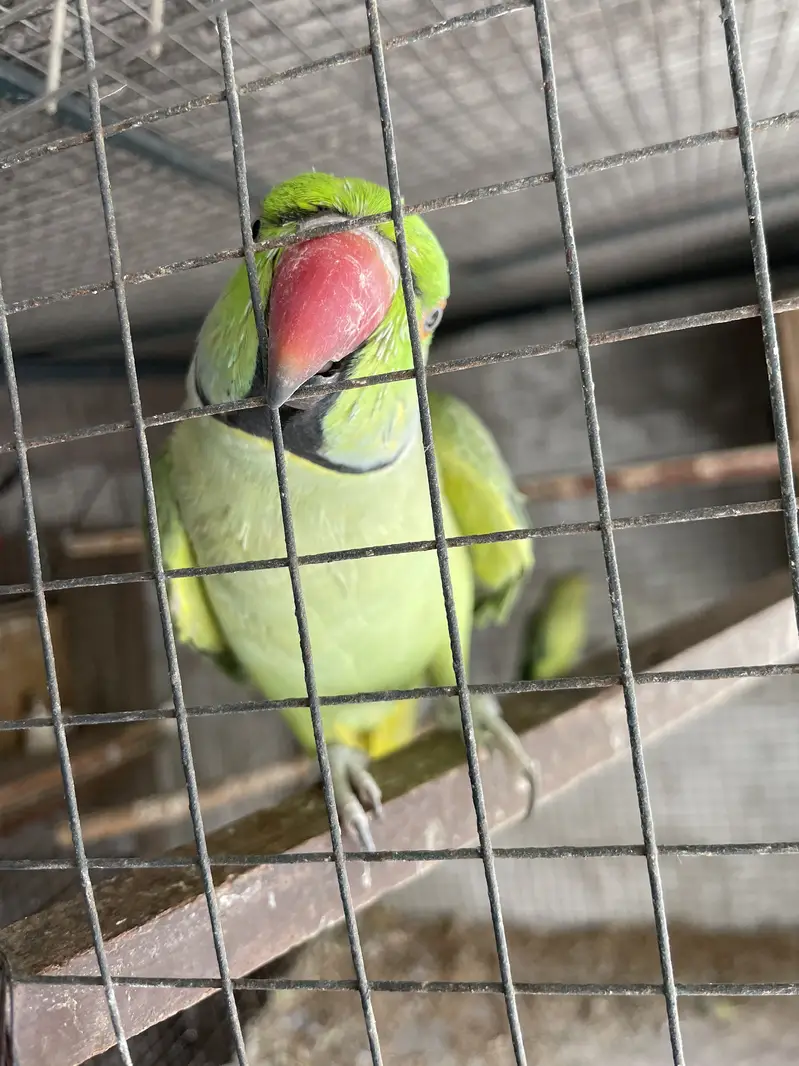 Full talking hand tam male for sale — photo 2
