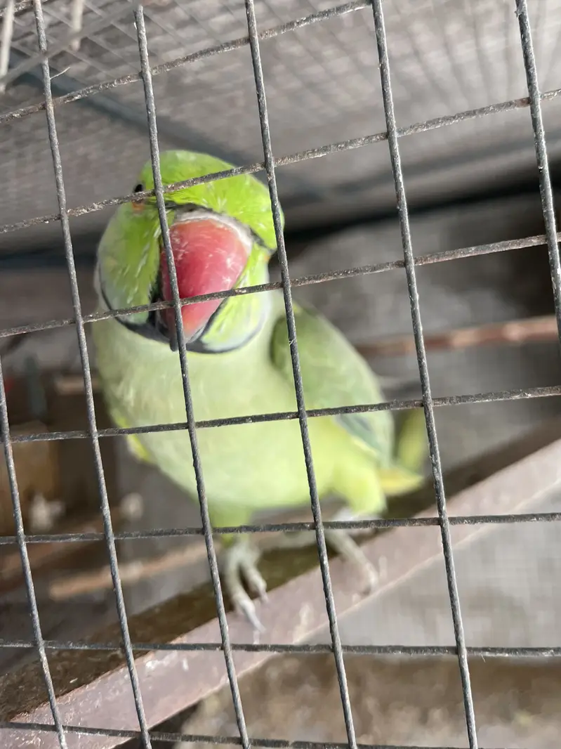 Full talking hand tam male for sale — photo 3