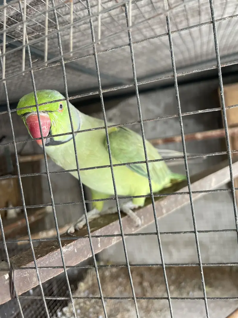 Full talking hand tam male for sale — photo 4