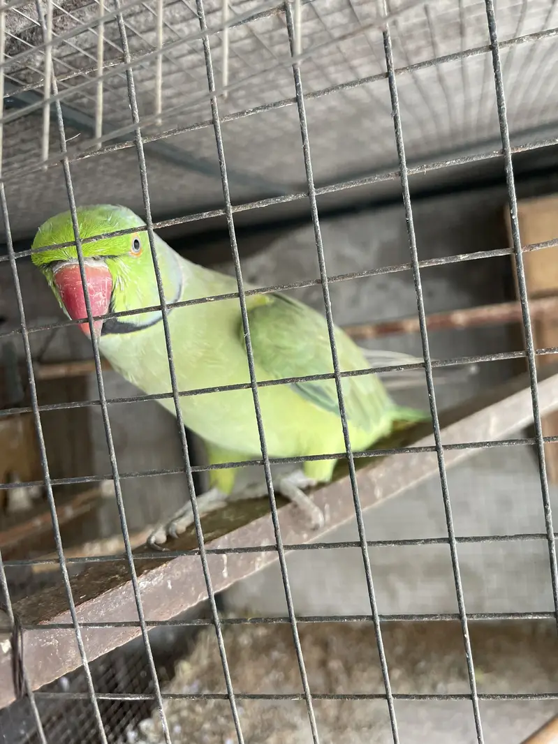 Full talking hand tam male for sale — photo 5