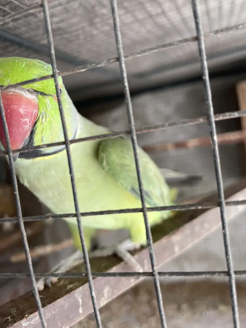 Full talking hand tam male for sale — photo 6