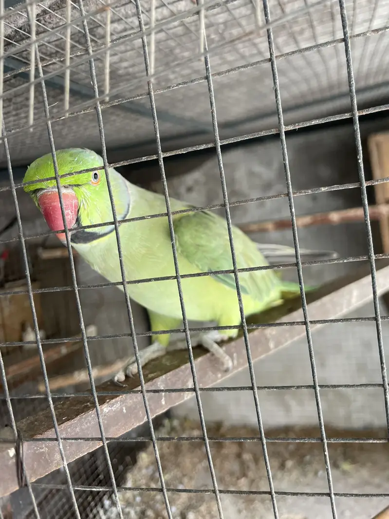 Full talking hand tam male for sale — photo 7