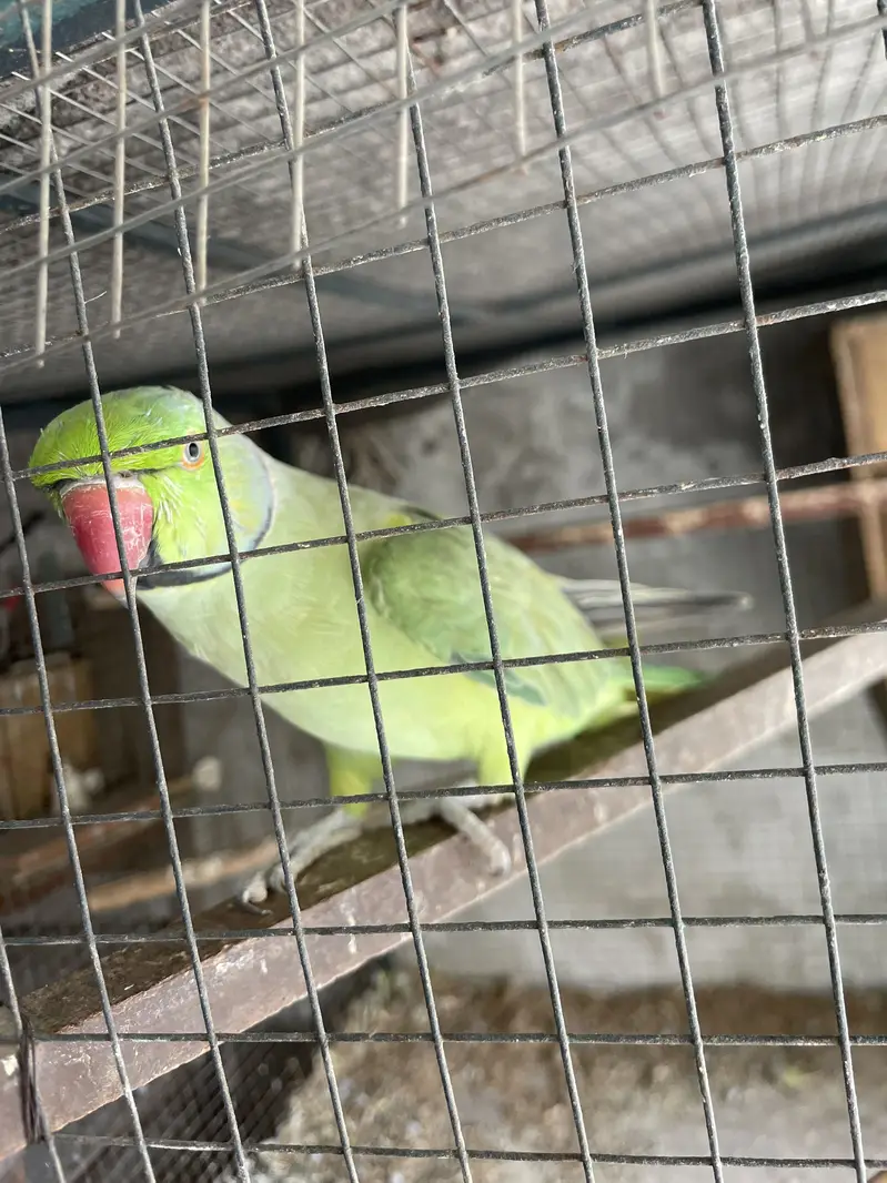 Full talking hand tam male for sale — photo 8
