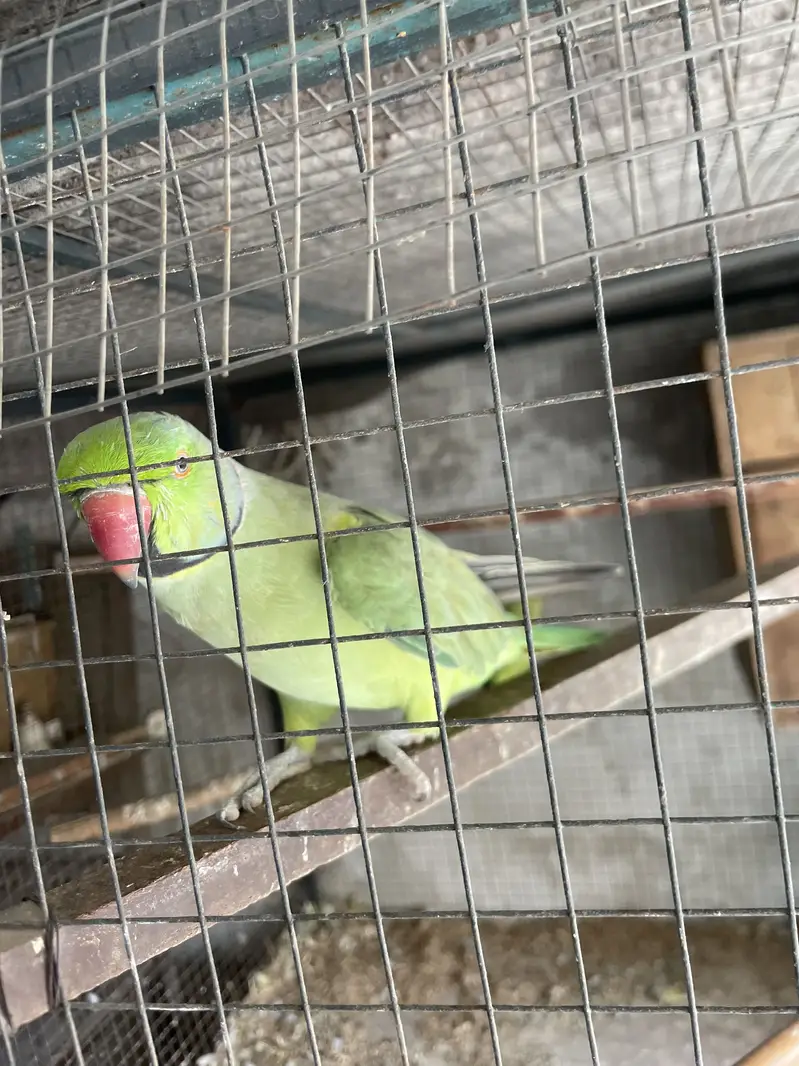 Full talking hand tam male for sale — photo 9
