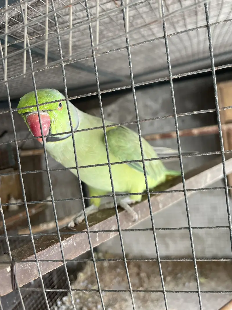 Full talking hand tam male for sale — photo 10