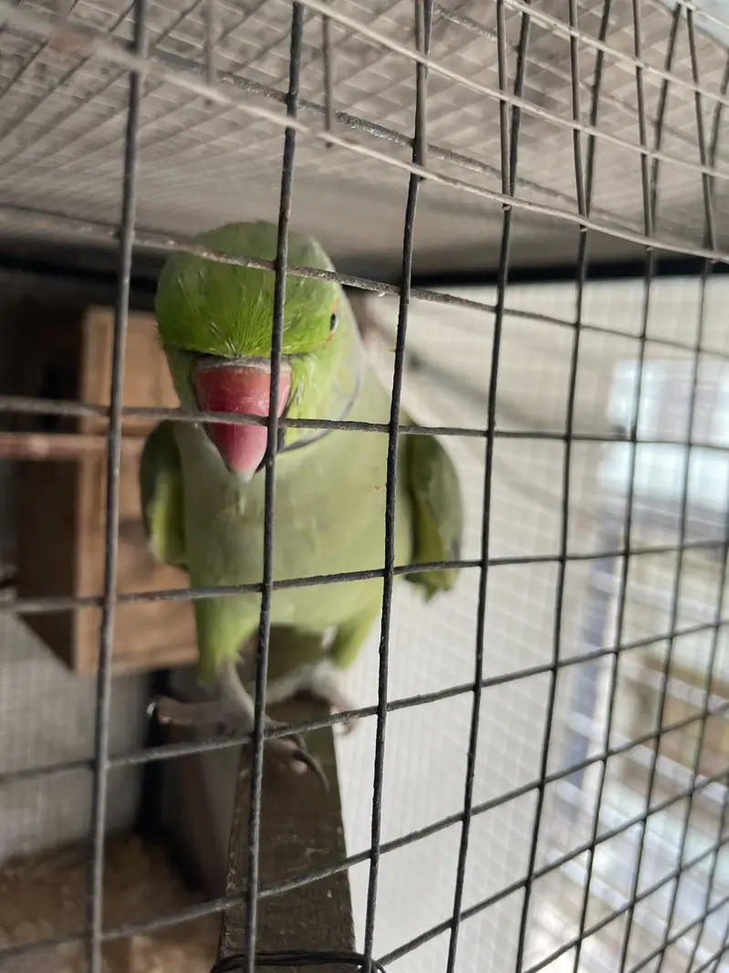 Full talking hand tam male for sale — photo 11