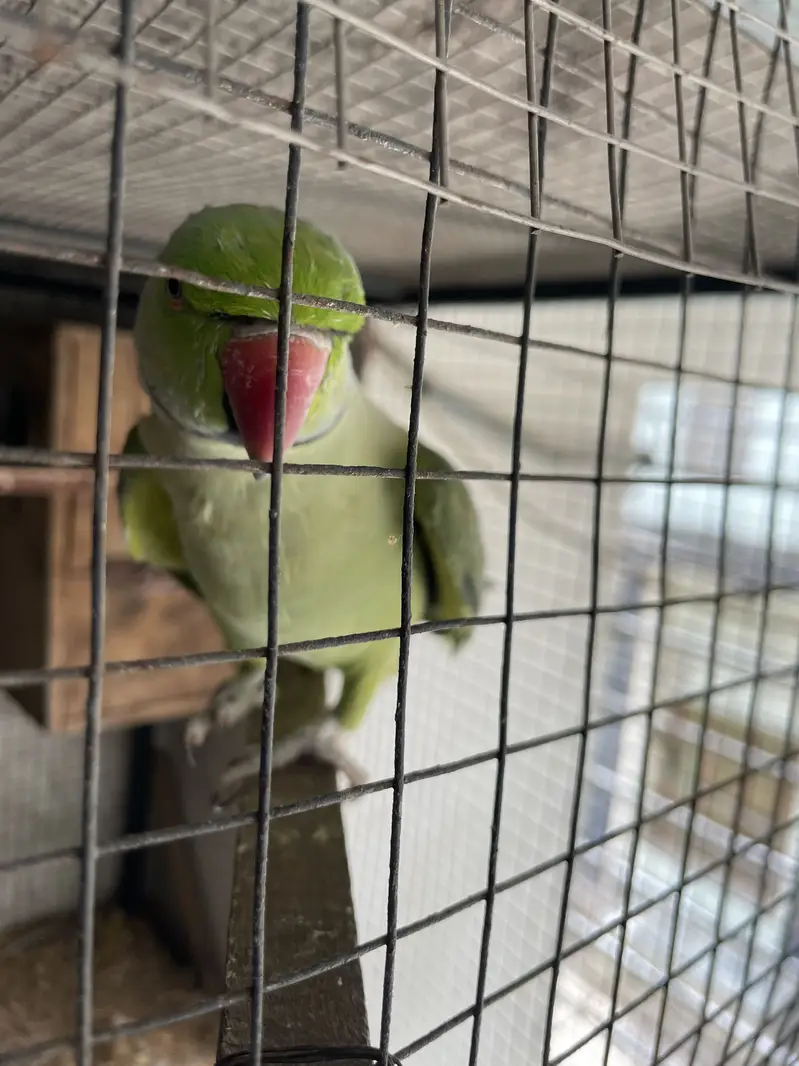 Full talking hand tam male for sale — photo 12