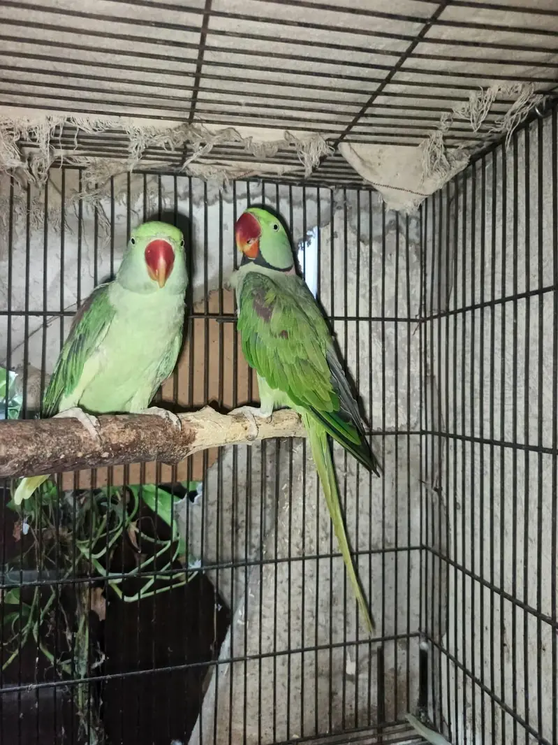 raw pair full breeder — photo 2