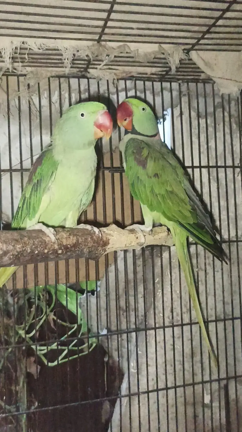 raw pair full breeder — photo 3