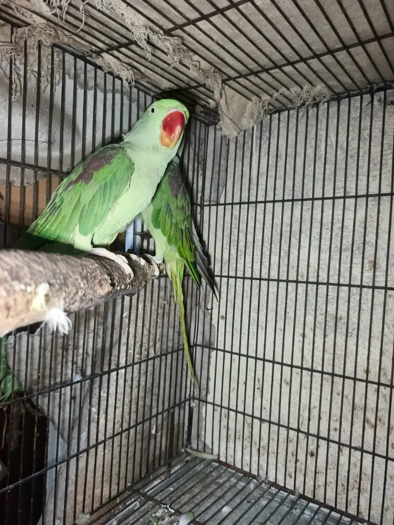 raw pair full breeder — photo 4