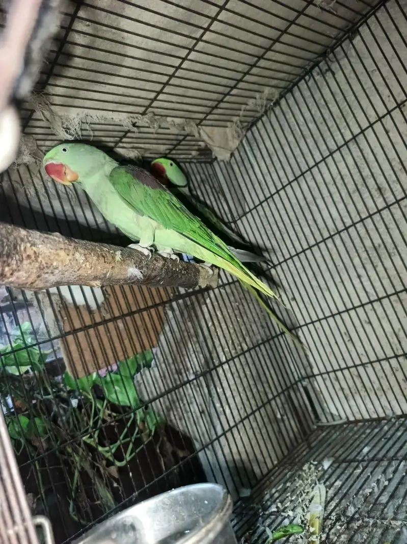 raw pair full breeder — photo 5