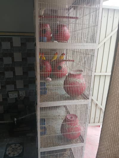 birds and pinjra