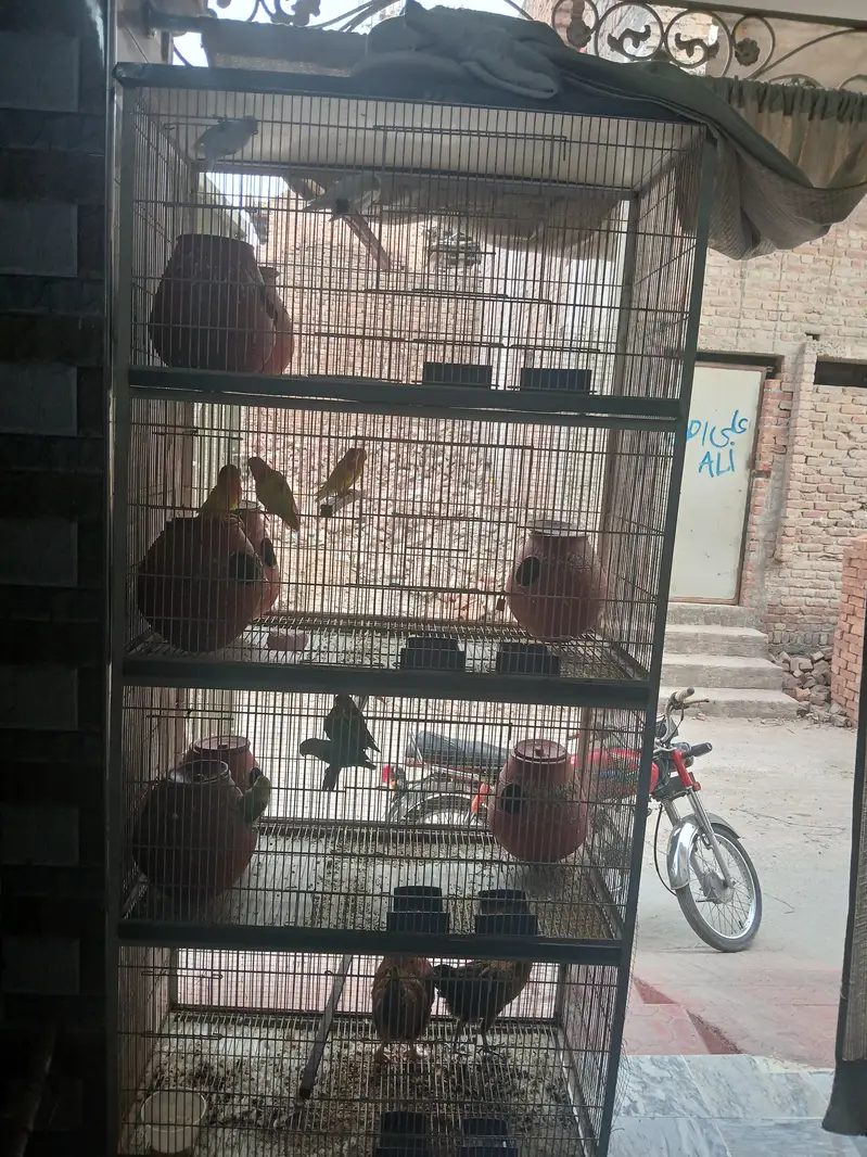 birds and pinjra — photo 2