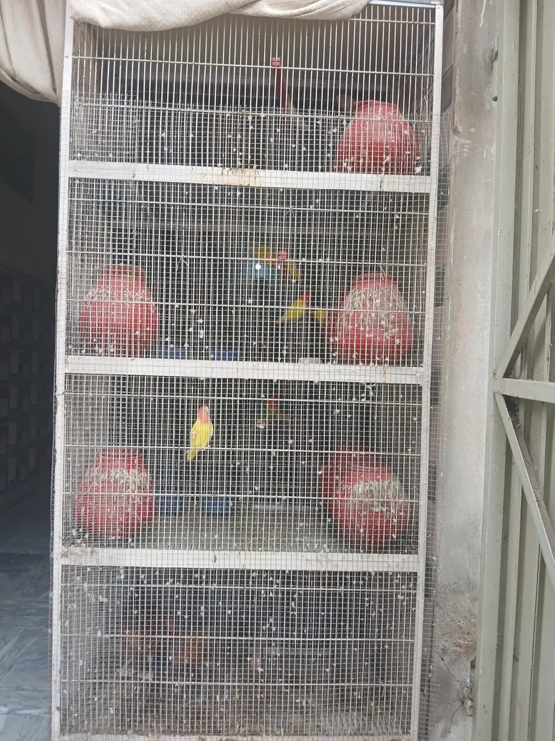 birds and pinjra — photo 3